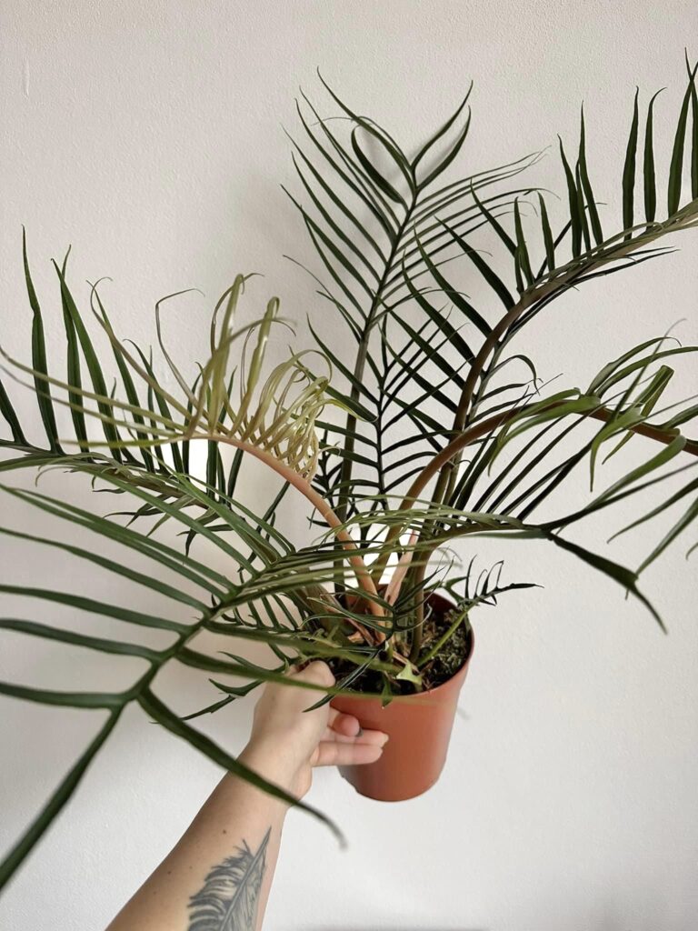 Philodendron Tortum